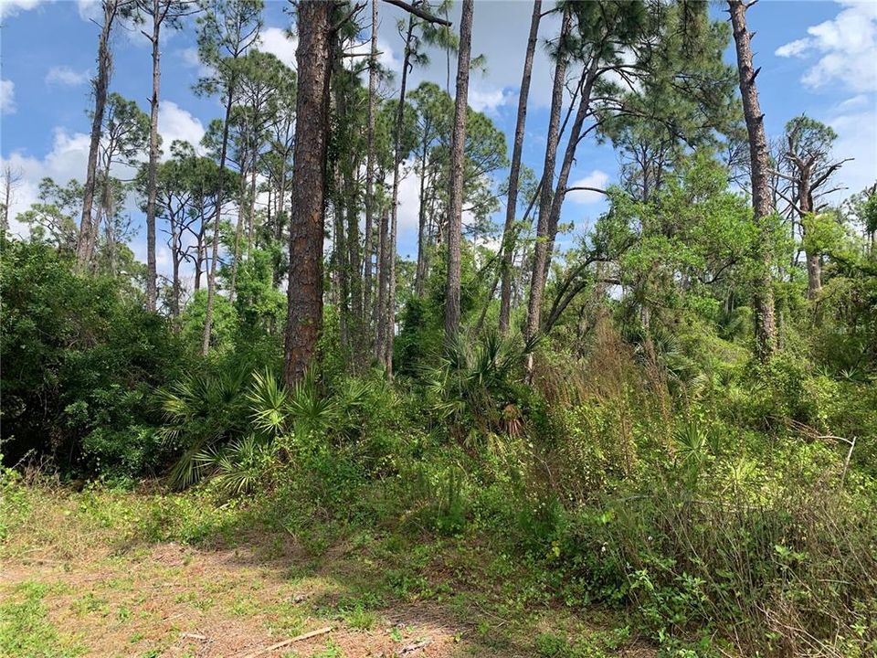 Beautiful Lot with Native Floridian vegetation