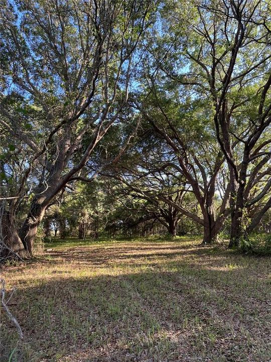 Majestic oaks on the Property