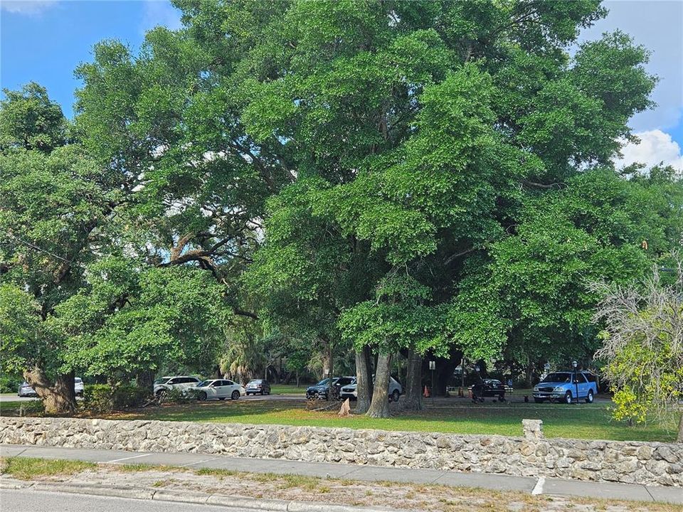 Old growth oak trees across the street