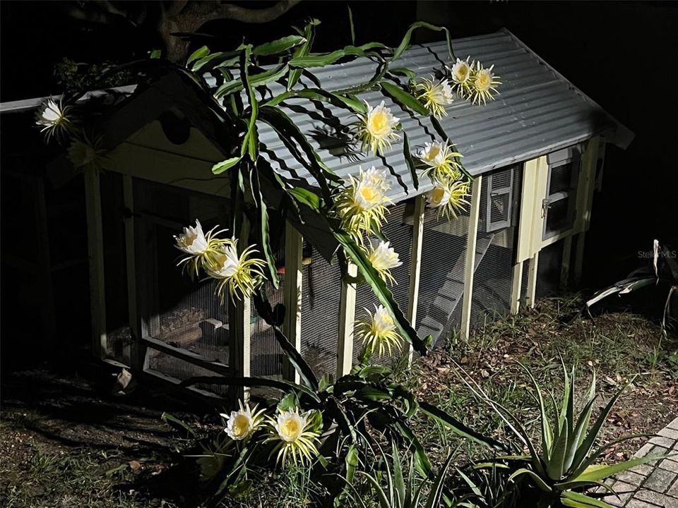 night blooming cereus cactus (dragon fruit)