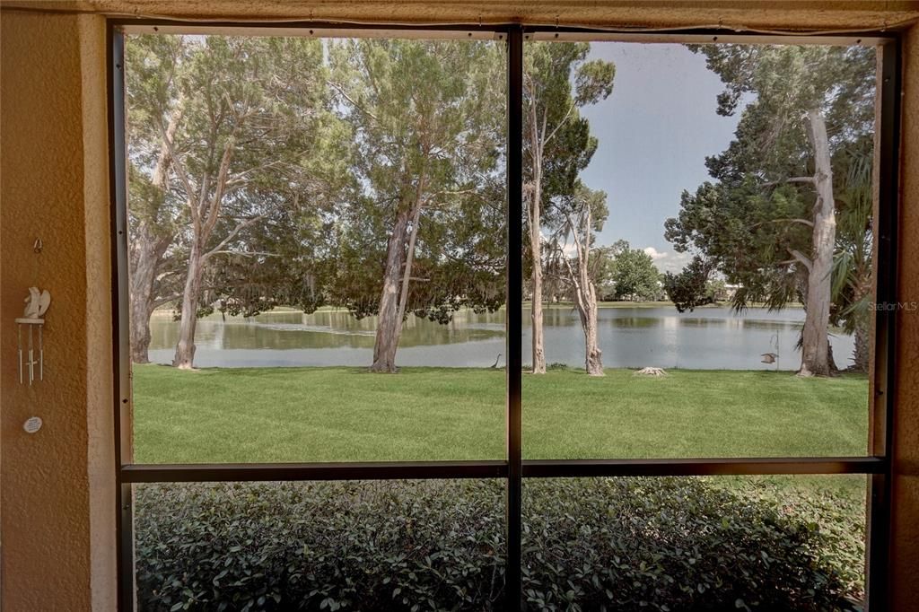 This could be your new view from your screened in Lanai!