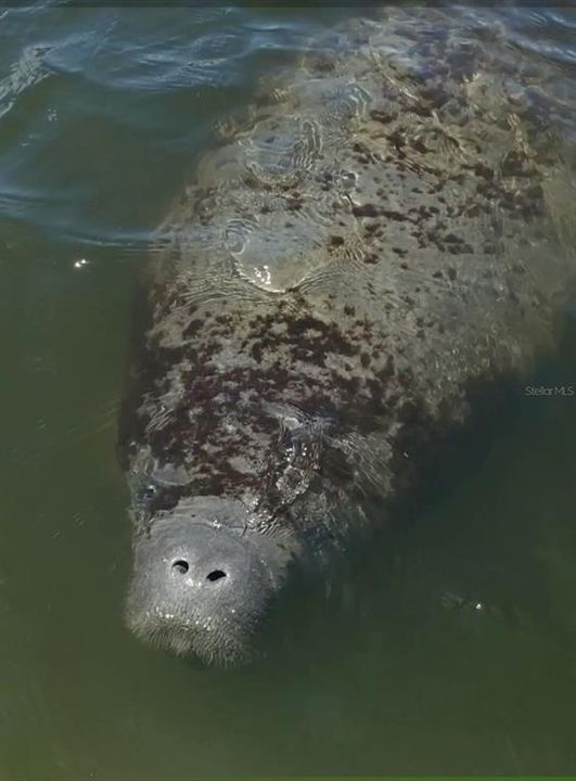 Manatees! The gentle giants in the creek!