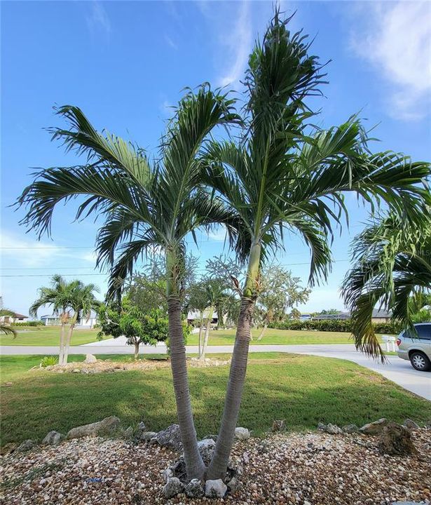 Adonidia - also known as Christmas Palms - usually flower around the Holidays