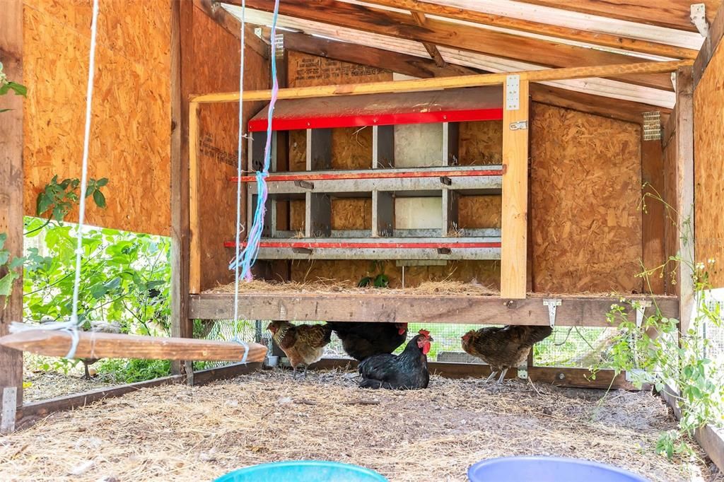 Chicken Coop