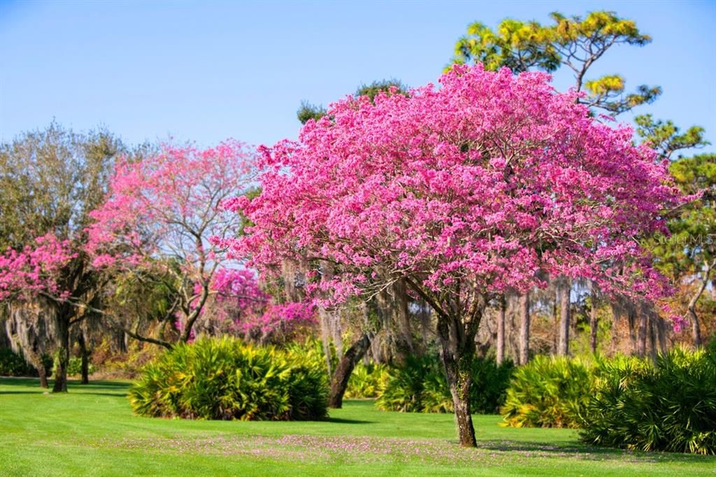 Silk Floss Tree