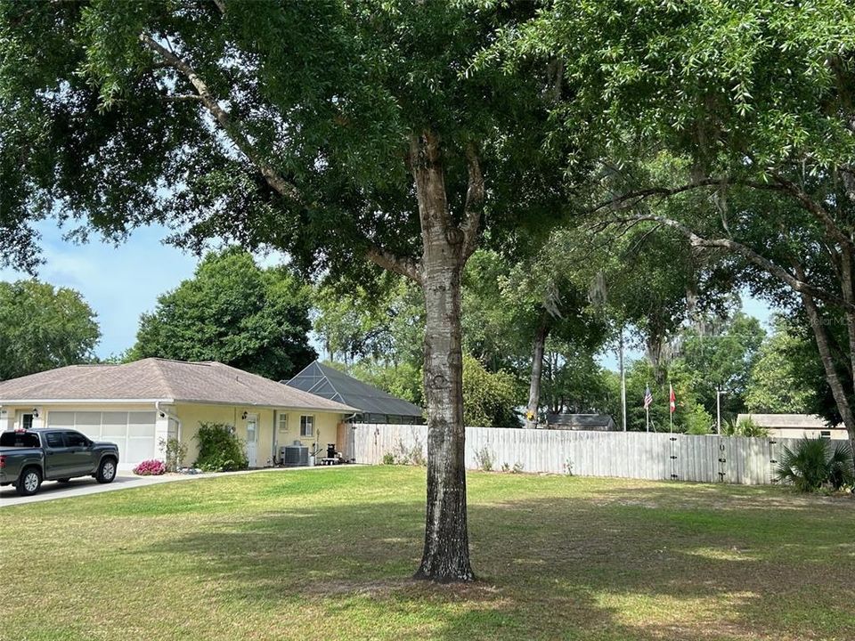 Side view of mature trees in front yard