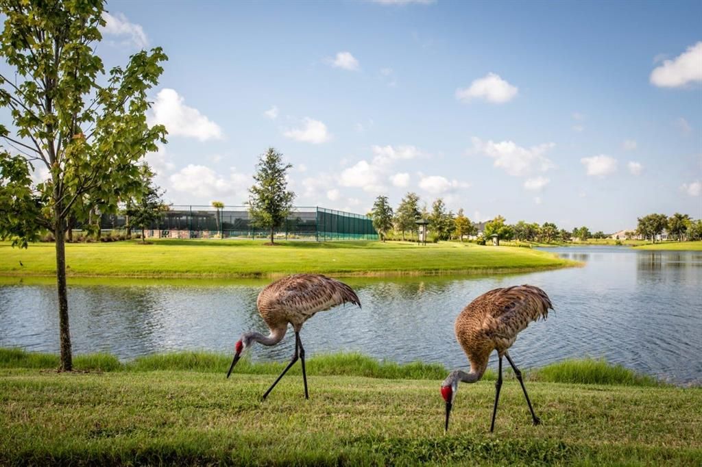 Resident Sandhill Cranes