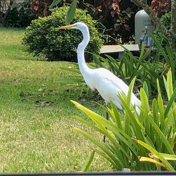 A neighborhood Egret takes a stroll