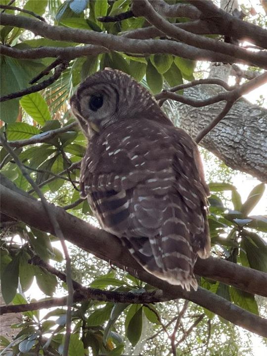 Majestic Owl