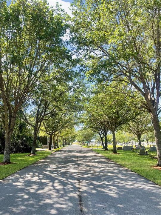 Tree-Lined Entrance