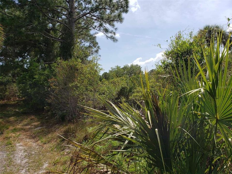 Back of lot looking Southwest.  Trail comes in from El Salvadore Rd.