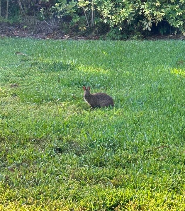 Morning visitor