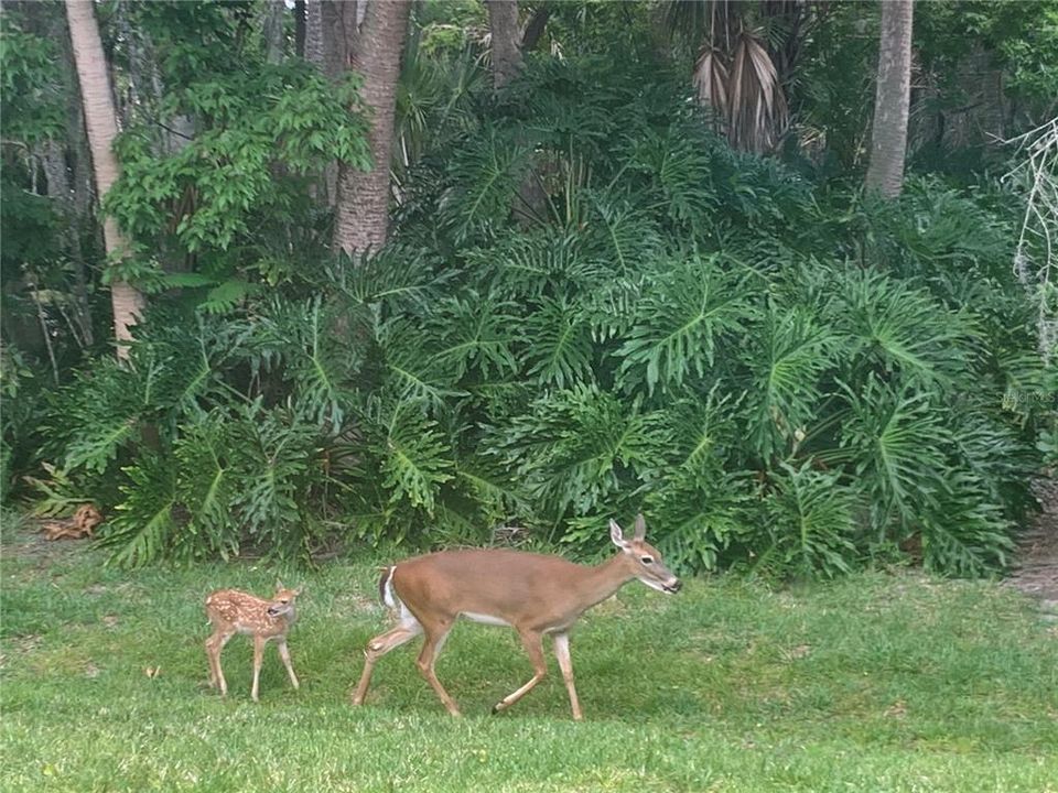 Momma and baby right in the backyard!