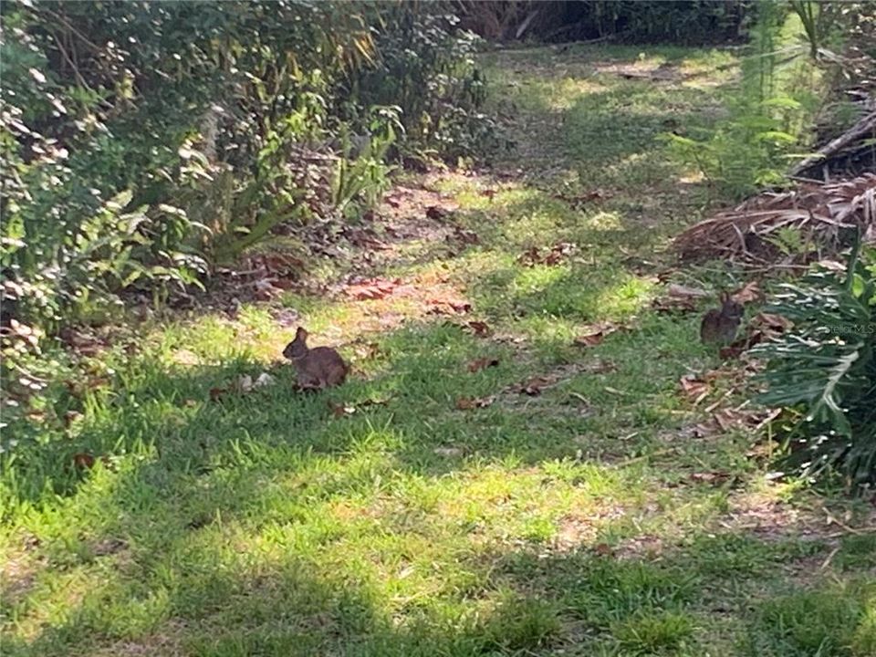 Bunnies frolicking just outside the lanai