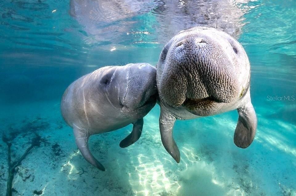 Mother and her Manatee Calf.