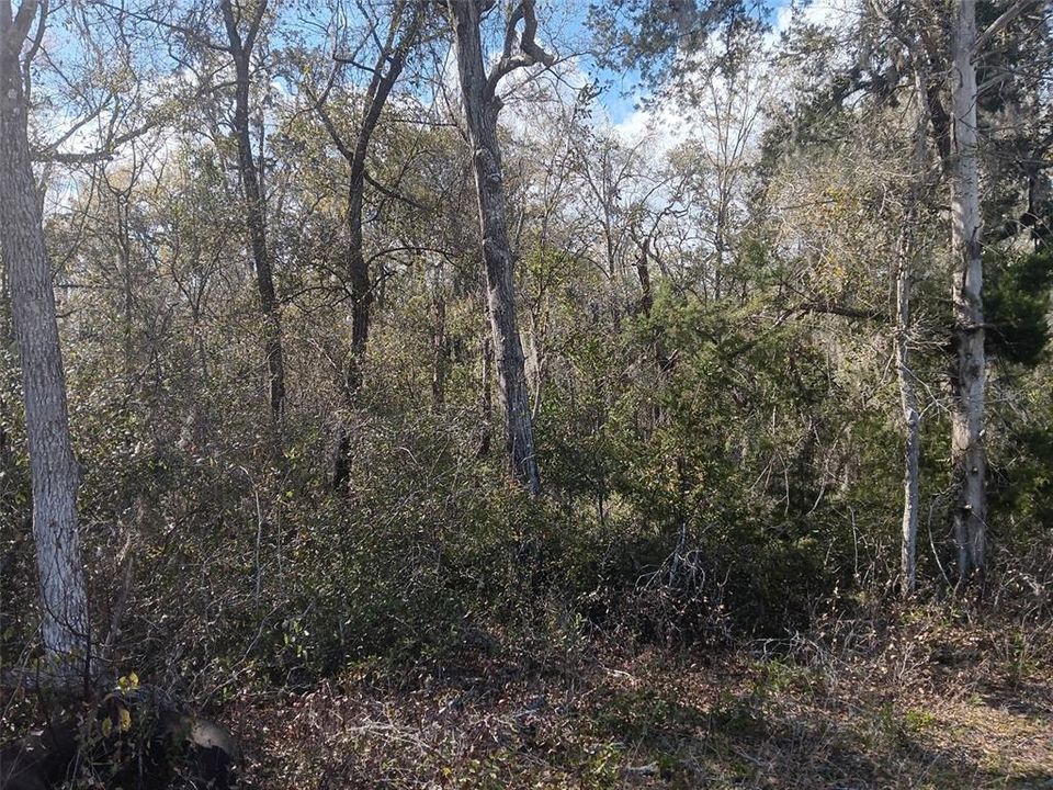 На продажу: $16,500 (0.55 acres)