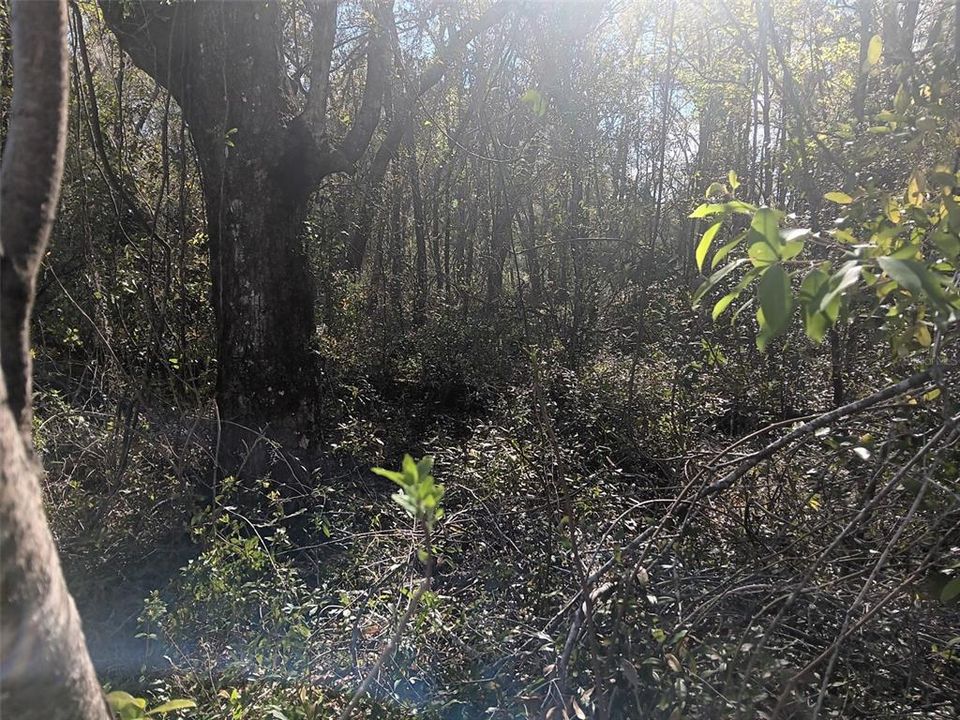 На продажу: $16,500 (0.55 acres)