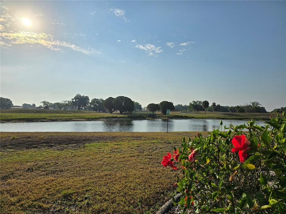 Pond View