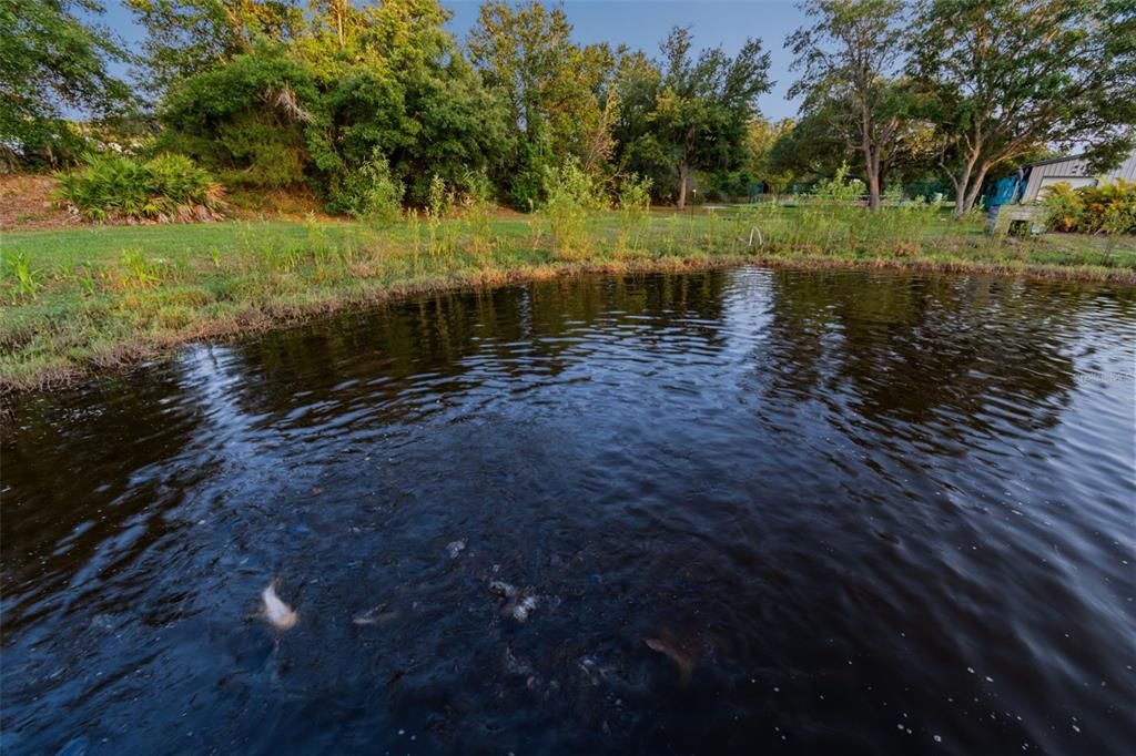 Talapia, catfish and Coy!