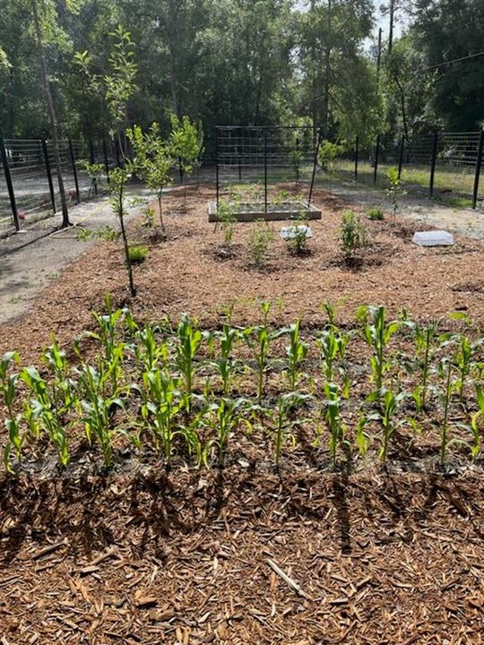 room for mini farm/orchard like this