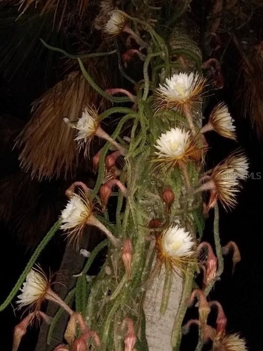 Night Blooming Cactus on Deck