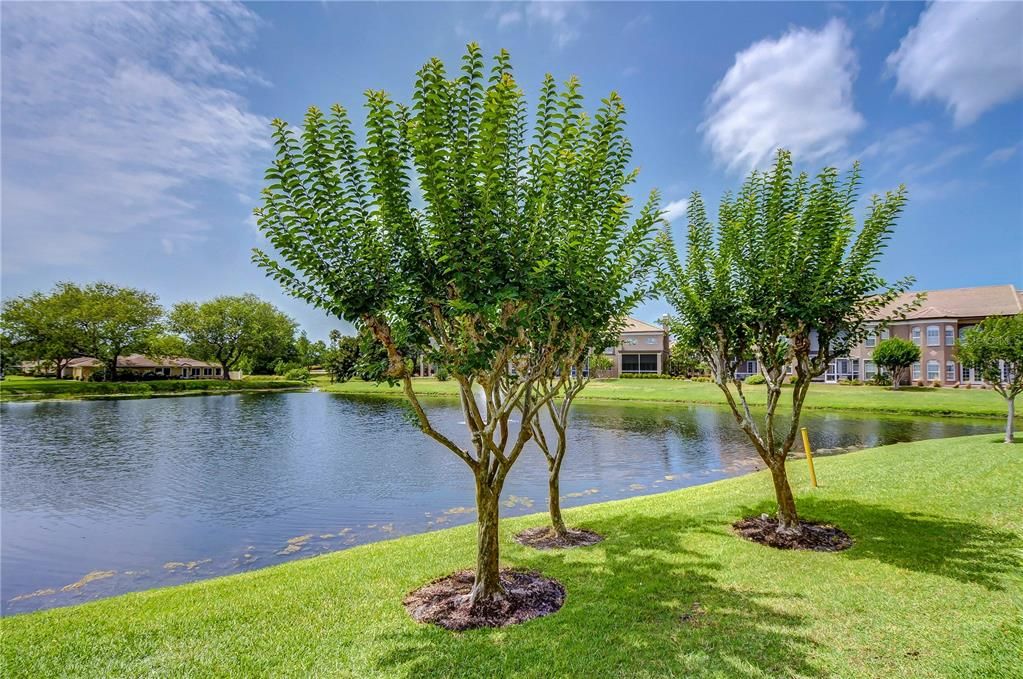 Open Pond Views