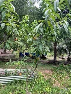 Fruit Tree