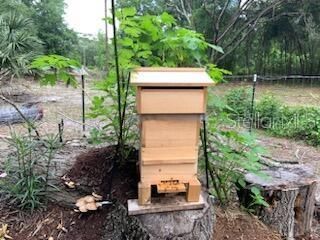 Italian Honey Bee Hive (will leave if buyer wants)