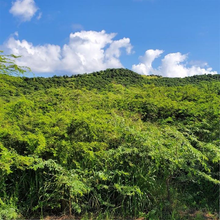 For Sale: $1,400,000 (12.00 acres)