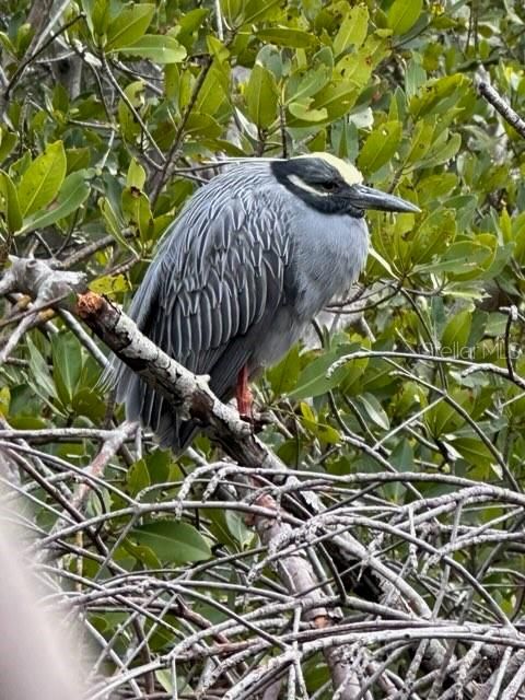 Seen by seller while kayaking