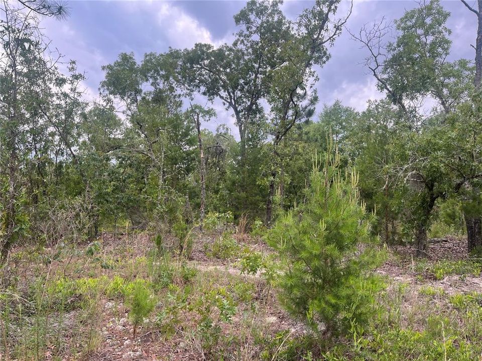 En Venta: $12,900 (0.36 acres)