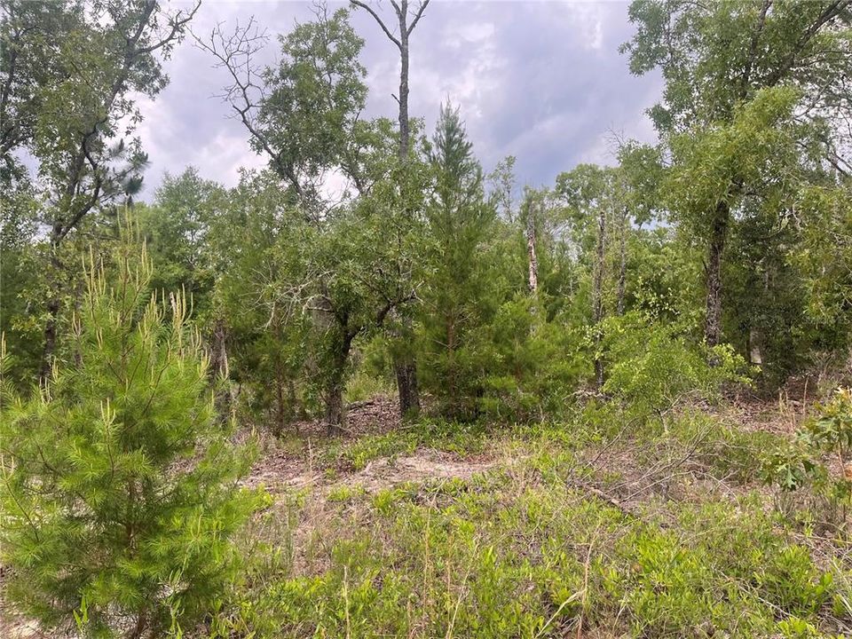 En Venta: $12,900 (0.36 acres)