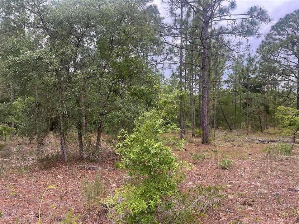 En Venta: $12,900 (0.36 acres)