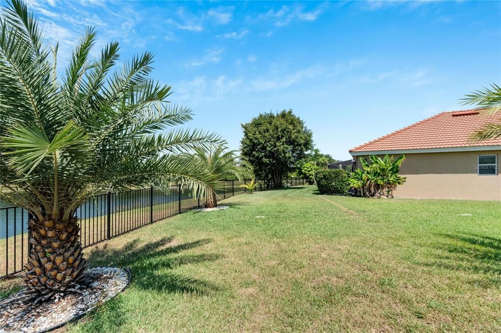 Mature Sylvester Palms lining the fenced in yard