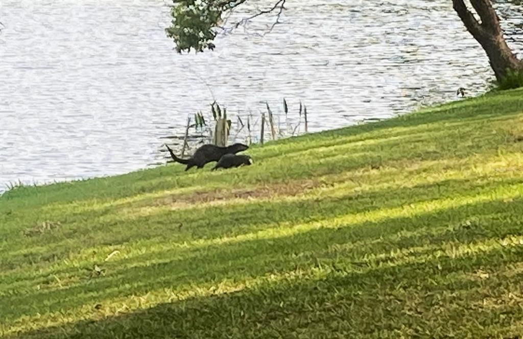 Recent sighting of a Mom and Baby Otter at Lake Saundra