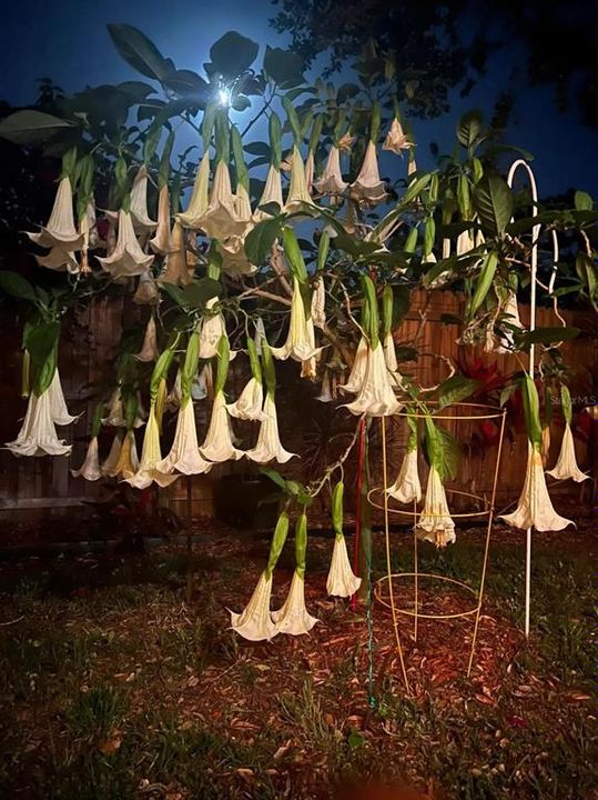 Beautiful Angel's Trumpet blooms at night.