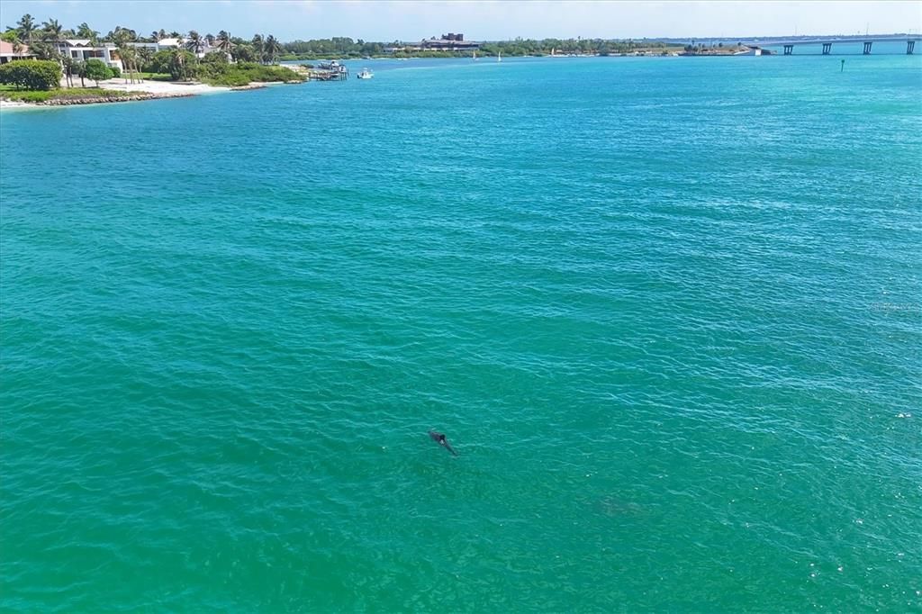 Dolphin viewing on a regular basis