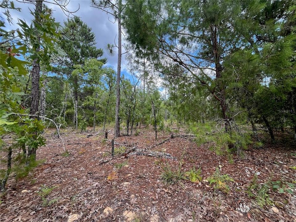 For Sale: $9,000 (0.36 acres)