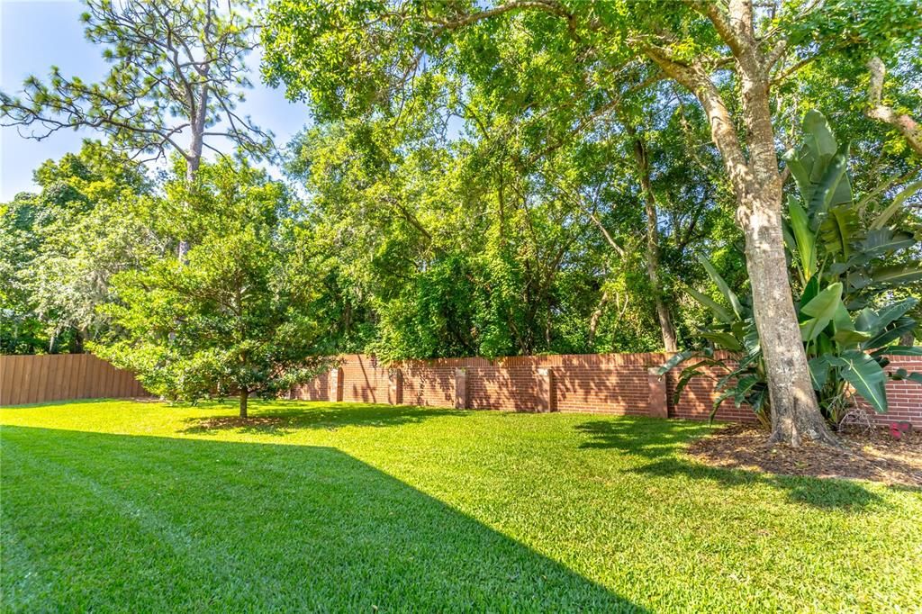 Lush Backyard