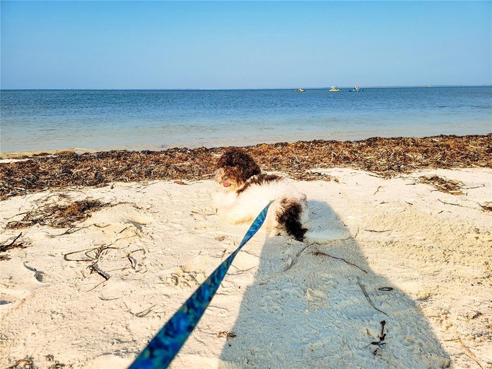 Pet-Friendly beach