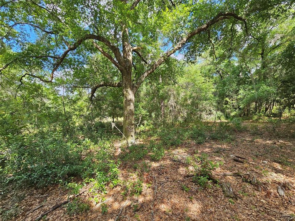 For Sale: $99,900 (2.02 acres)