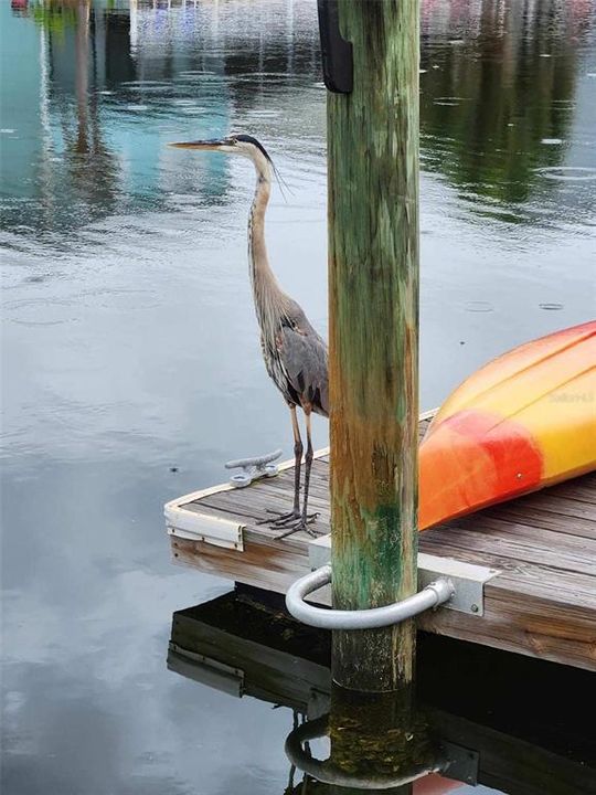 Seawall and Dock