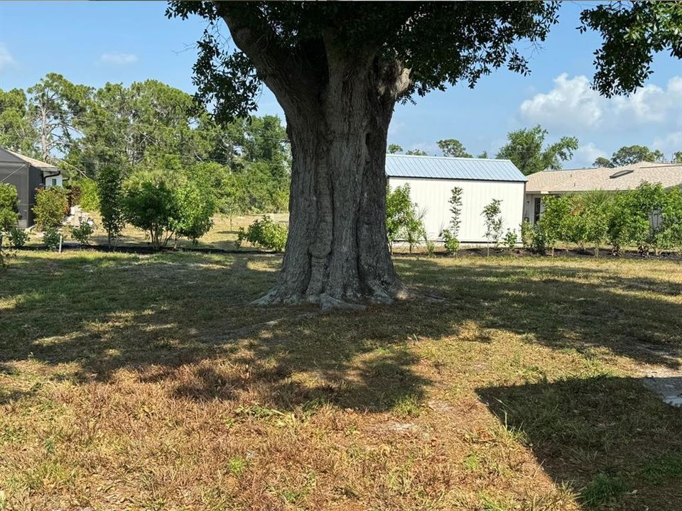 Large Oak tree