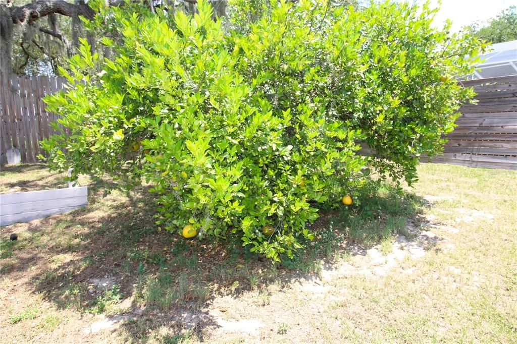 your own grapefruit tree