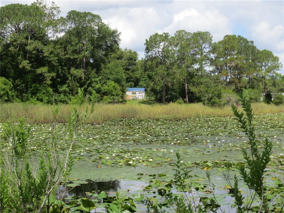 Wilderness pond