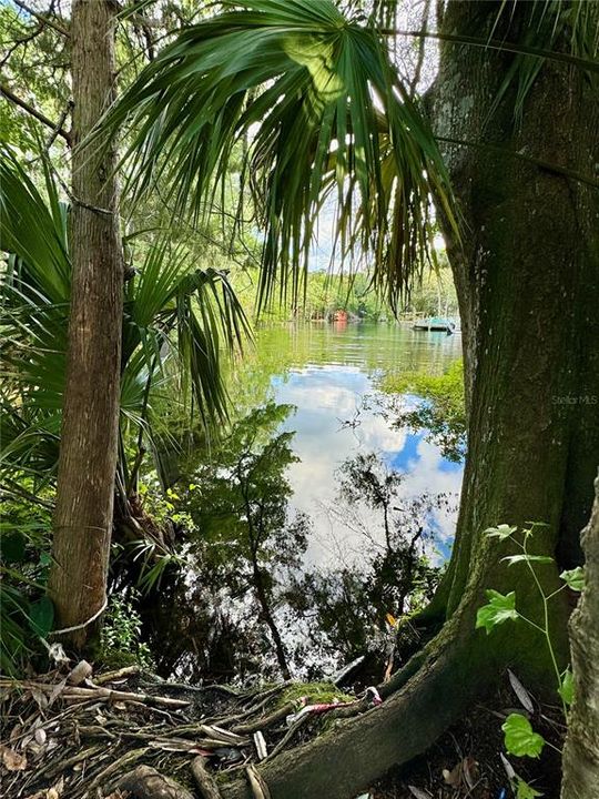 Peek in to Homosassa Springs