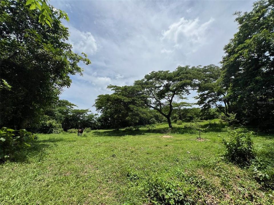 En Venta: $1,250,000 (117.00 acres)