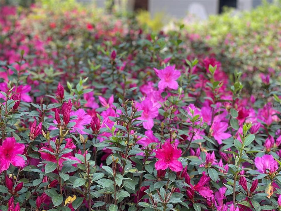 Beautful Azaleas