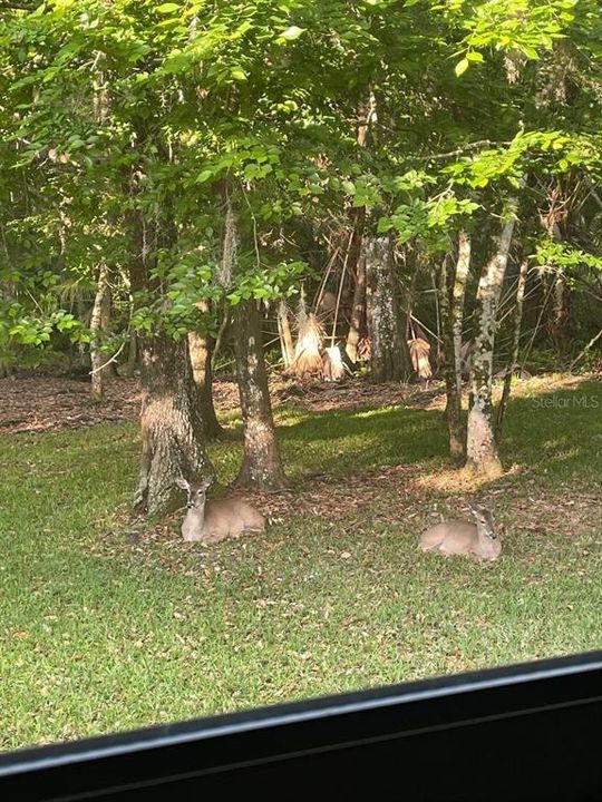 Deer visiting during the day