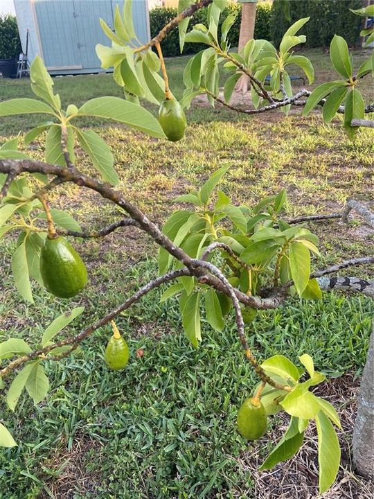 Mango Trees